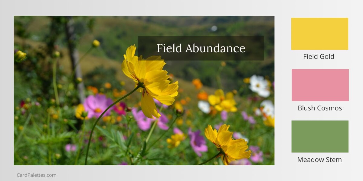 Golden cosmos flowers in sunlit meadow with pink and white blooms beside three color swatches in yellow, coral-pink, green